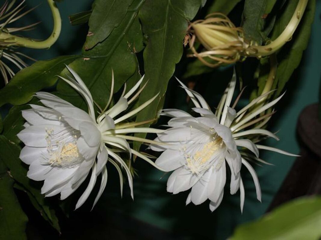 Hoa Kadupul (Epiphyllum oxypetalum)