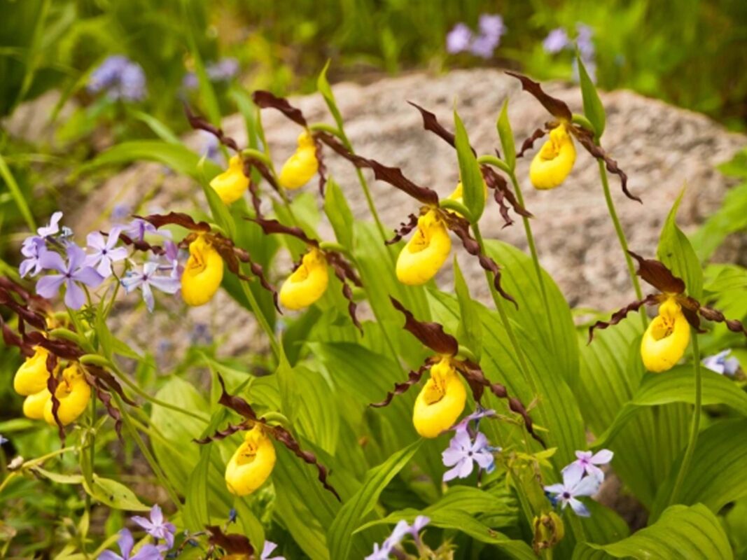 Yellow and Purple Lady Slippers (Cypripedium calceolus)